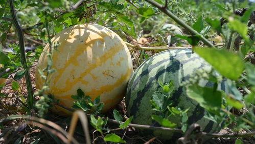 娱乐718吃瓜上不去了,揭秘吃瓜群众为何上不去的神秘现象